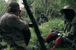 Begegnung mit einem Gorilla, Foto: BoTG  (Bild: Best of Travel Group)